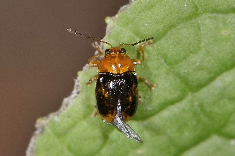 Cryptocephalus cfr. pusillus, Chrysomelidae